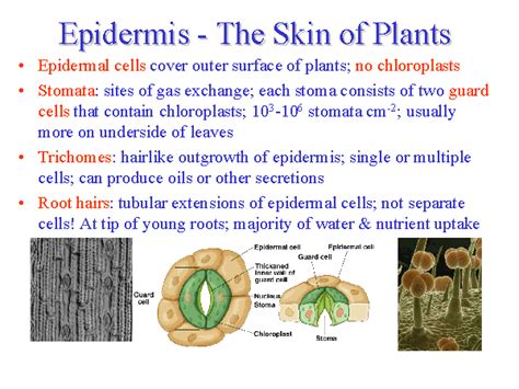 Epidermis - The Skin of Plants