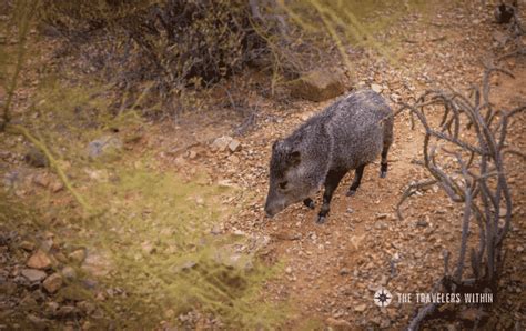 Peccaries - Discover Them in The Travelers Within