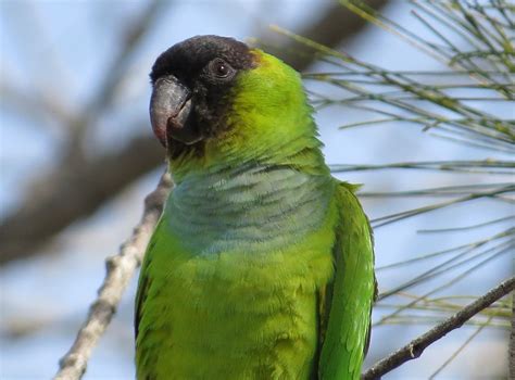 Florida Suncoast Birding: Fort DeSoto Birds