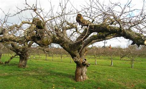 The Old Apple Tree | Compassionate San Antonio