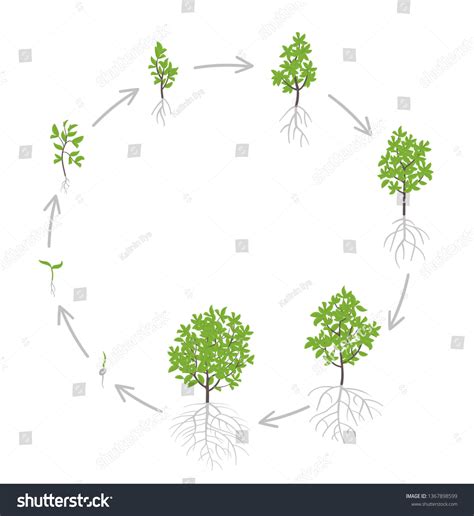 Tree Growth Stages Vector Illustration Ripening Stock Vector (Royalty Free) 1367898599 ...