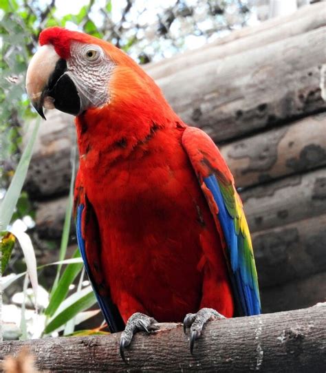 Guacamayo Rojo de la Amazonía Ecuatoriana | Parrot, Bird