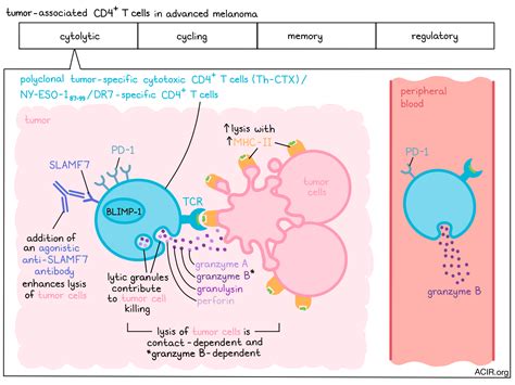 Defining CD4+ T cells with a license to kill