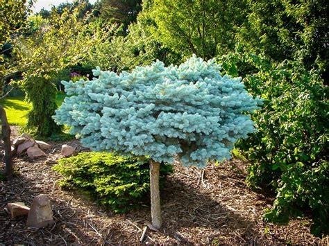 Dwarf Blue Spruce Tree Varieties