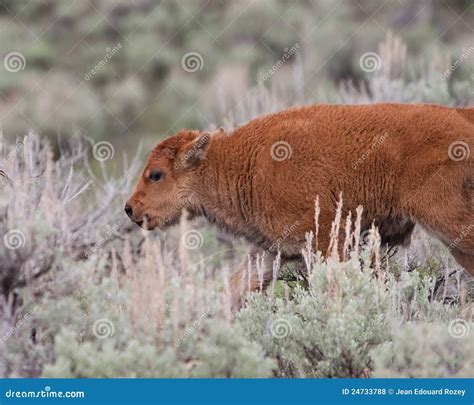 Bison Calf stock photo. Image of nature, meat, wild, america - 24733788