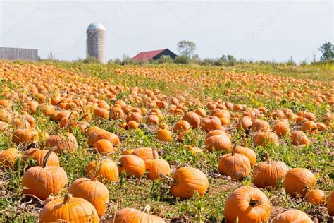 Pumpkin field in a country farm, autumn landscape. — Stock Photo © volgariver #88619466