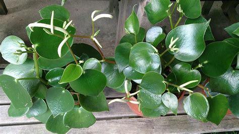 Coin Leaf Peperomia (Peperomia polybotrya 'Jayde') | Peperomia plant, Peperomia, Raindrop peperomia