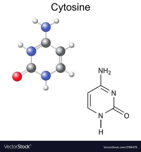 Chemical structural formula and model cytosine Vector Image