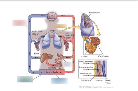 Pharmacokinetics Diagram | Quizlet