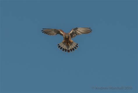 Male kestrel hunting – fotoVUE