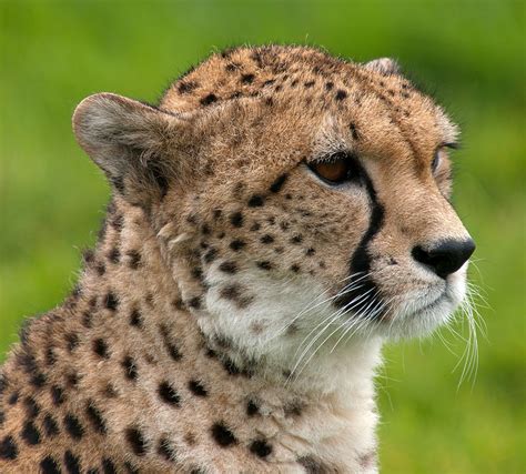 Cheetah - Facts about Cheetah | Passnownow.com