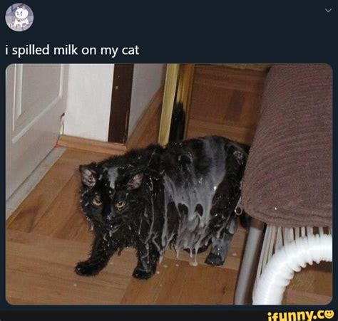 I spilled milk on my cat - iFunny