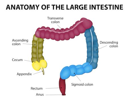 Anatomía y características del intestino grueso o colon