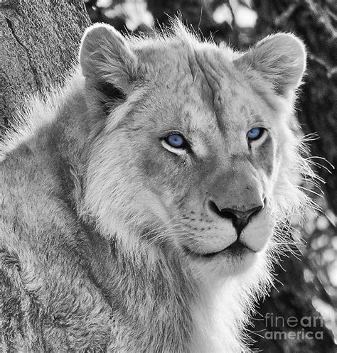 White lion with blue eyes Photograph by Les Palenik - Fine Art America