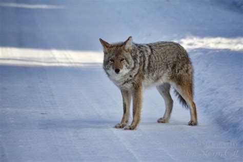 Jasper National Park Wildlife Safari