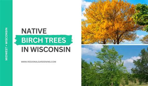 3 Native Birch Trees In Wisconsin (Photos & Identification) - Regional ...