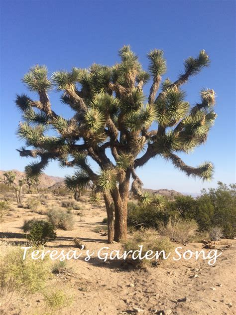 Teresa's Garden Song: Wildflowers and Native Plants - Southern California Desert; A Tourist View