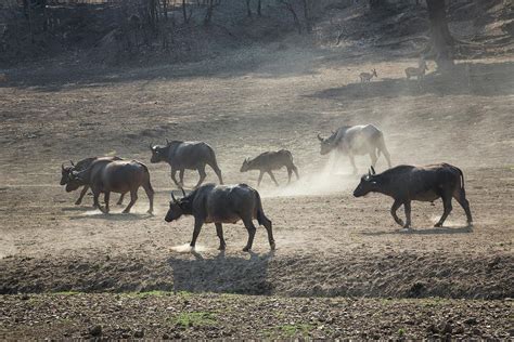 Cape Buffalo Herd Photograph by Fran Gallogly | Fine Art America