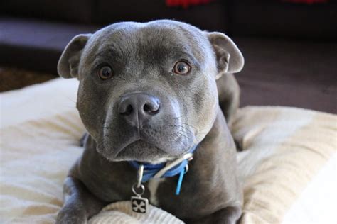 Cerberus Storm. 2 Year old Blue Fawn English Purebred Staffordshire Bull Terrier. Photo by ...