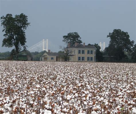 cotton – The Lakeport Plantation