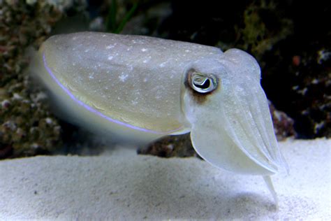 Articles: Article: Cephalopods