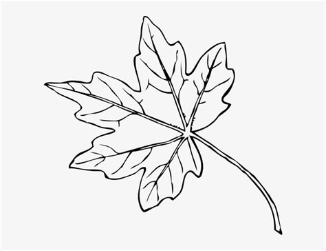 Maple - Fall Leaves Clip Art Transparent PNG - 600x551 - Free Download on NicePNG