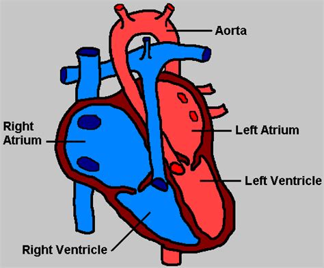 Simple Heart Diagram For Kids