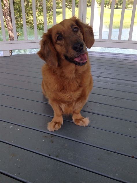 Golden Retriever Mixes: 20 Great Crossbreeds You’ll Love Golden ...