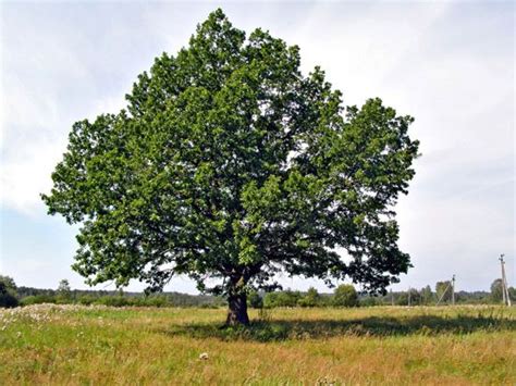 Texas State Tree | State Tree | Texas Nature | Pinterest | Iowa state ...