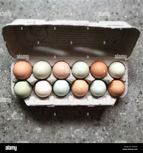 Free range organic eggs in carton Stock Photo - Alamy