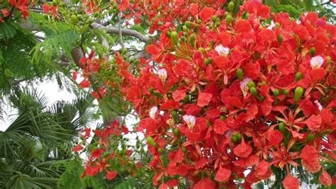 Florida Native Flowering Trees | Best Flower Site