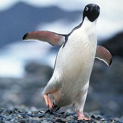 PENGUINS - Diet & Eating Habits