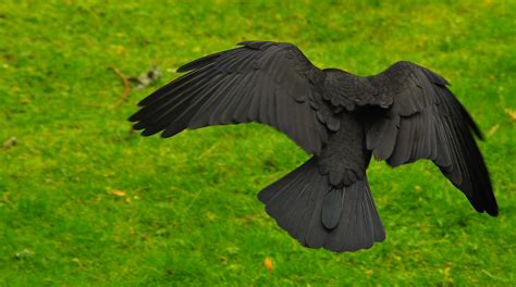 crow back - Google Search Wing Anatomy, Raven Wings, Wings Drawing ...