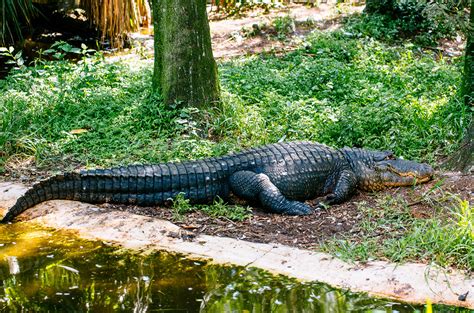 Tampa zoo's wild water ride features a three-story drop - That's So Tampa