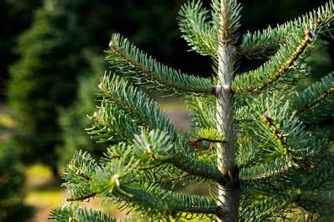 8 Types of Christmas Trees You Can Grow | The Family Handyman