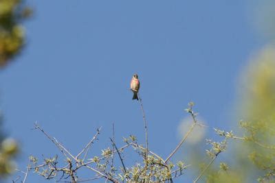 Breeding Birds of Prespa Lake - ALBANIAN ORNITHOLOGICAL SOCIETY