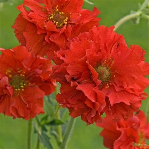 Geum Chiloense 'Red Dragon' | Идеи посадки растений, Экзотические цветы, Растения