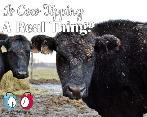 Is Cow Tipping a Real Thing? - My Fearless Kitchen