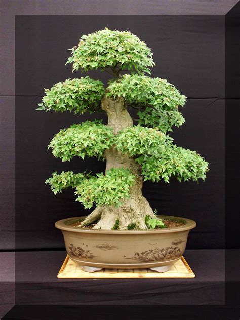 Explore the Beauty of Bonsai Trees at Amazing Bonsai Trees Blog: Bonsai Tree Forest For Sale