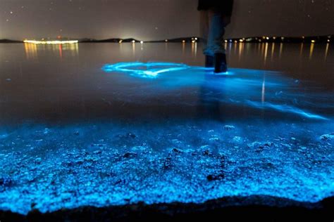 Haulover Canal Bioluminescence Kayaking Tour from Mims 2024 - Cocoa Beach