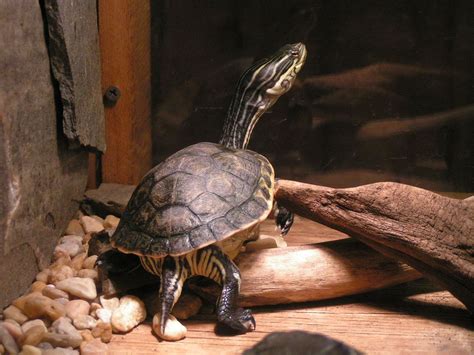 Turtle. Chattahoochee Nature Center. Atlanta GA 2005 | Nature center ...