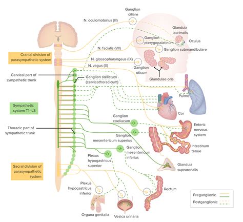 Most Body Organs Are Innervated By Only The Sympathetic Division Of The ...