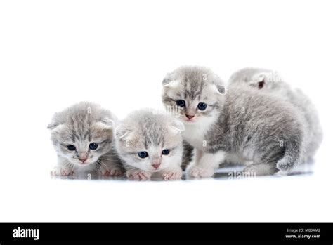 Small newborn cute kittens being curious and anxious while exploring world around them on ...