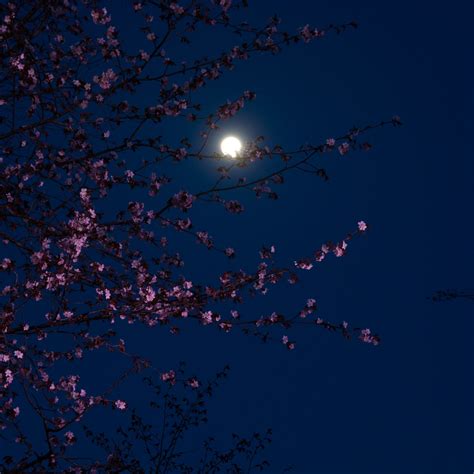 April's Pink Moon Will Offer the Zodiac Signs a Chance to Start Fresh ...