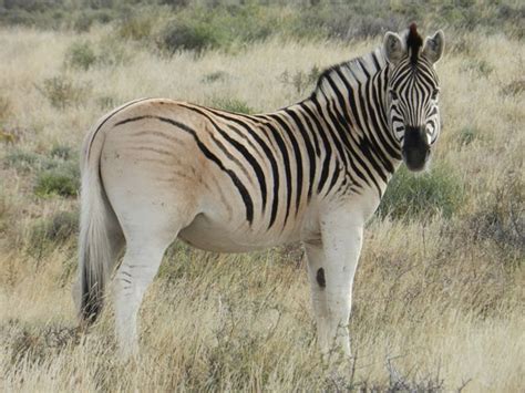 Bringing back the quagga: Can a zebra change its stripes? | Rare animals, Animals wild, Animals