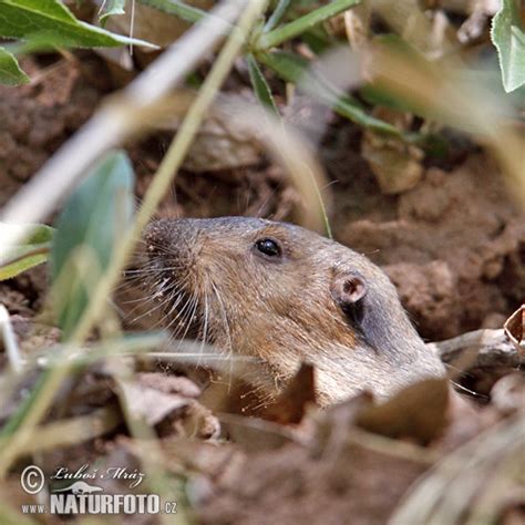 Northern Pocket Gopher Photos, Northern Pocket Gopher Images, Nature Wildlife Pictures | NaturePhoto