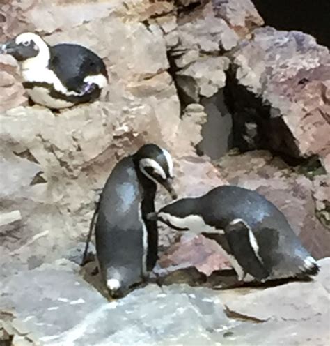 Penguins at New England Aquarium | New england aquarium, York pennsylvania, Salem massachusetts