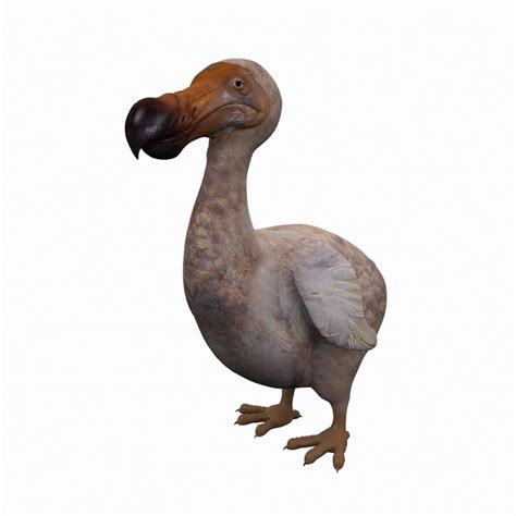 Animal dodo bird 3D model - TurboSquid 1317450