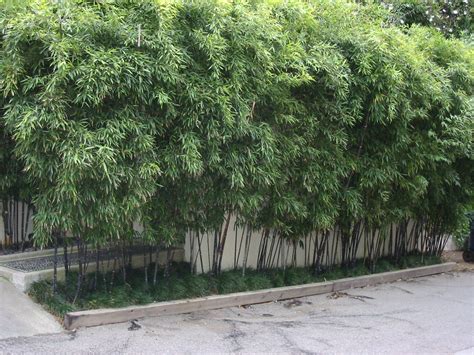 Phyllostachys nigra