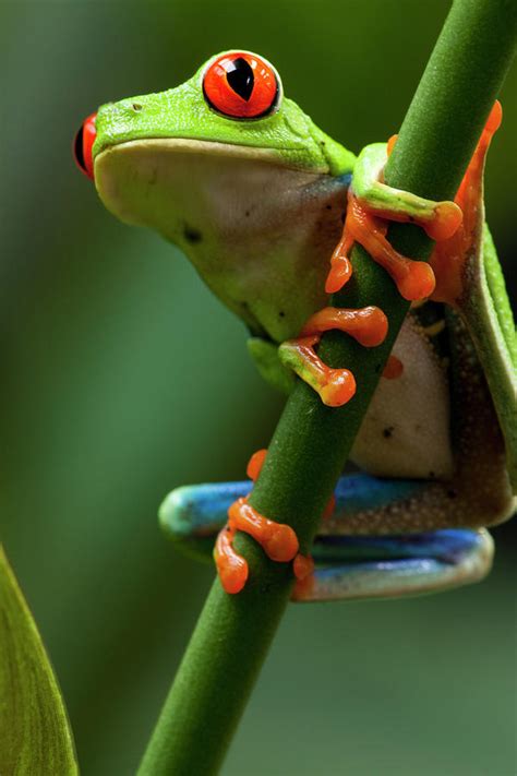 Red-eyed Tree Frog, Costa Rica Photograph by Paul Souders